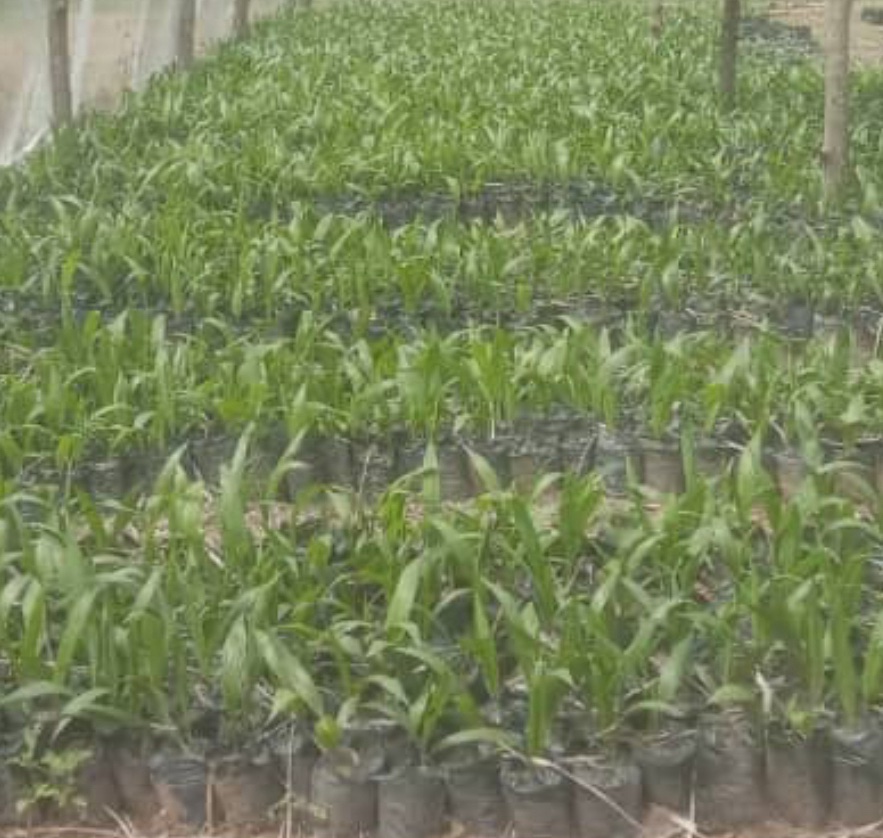 Okemesi/Ido-Ile Oil Palm Seedlings